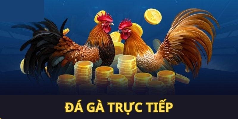 Đá gà trực tiếp cập nhật hàng loạt trận thi đấu từ đấu trường nổi danh thế giới 